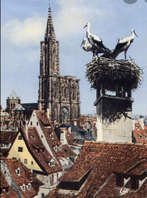 Petit Paradis Colmar